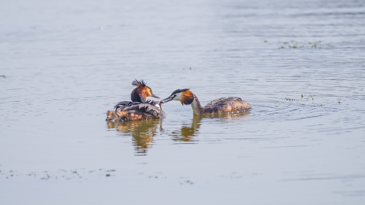 育 雏 期 的 PI TI （ 三 ）