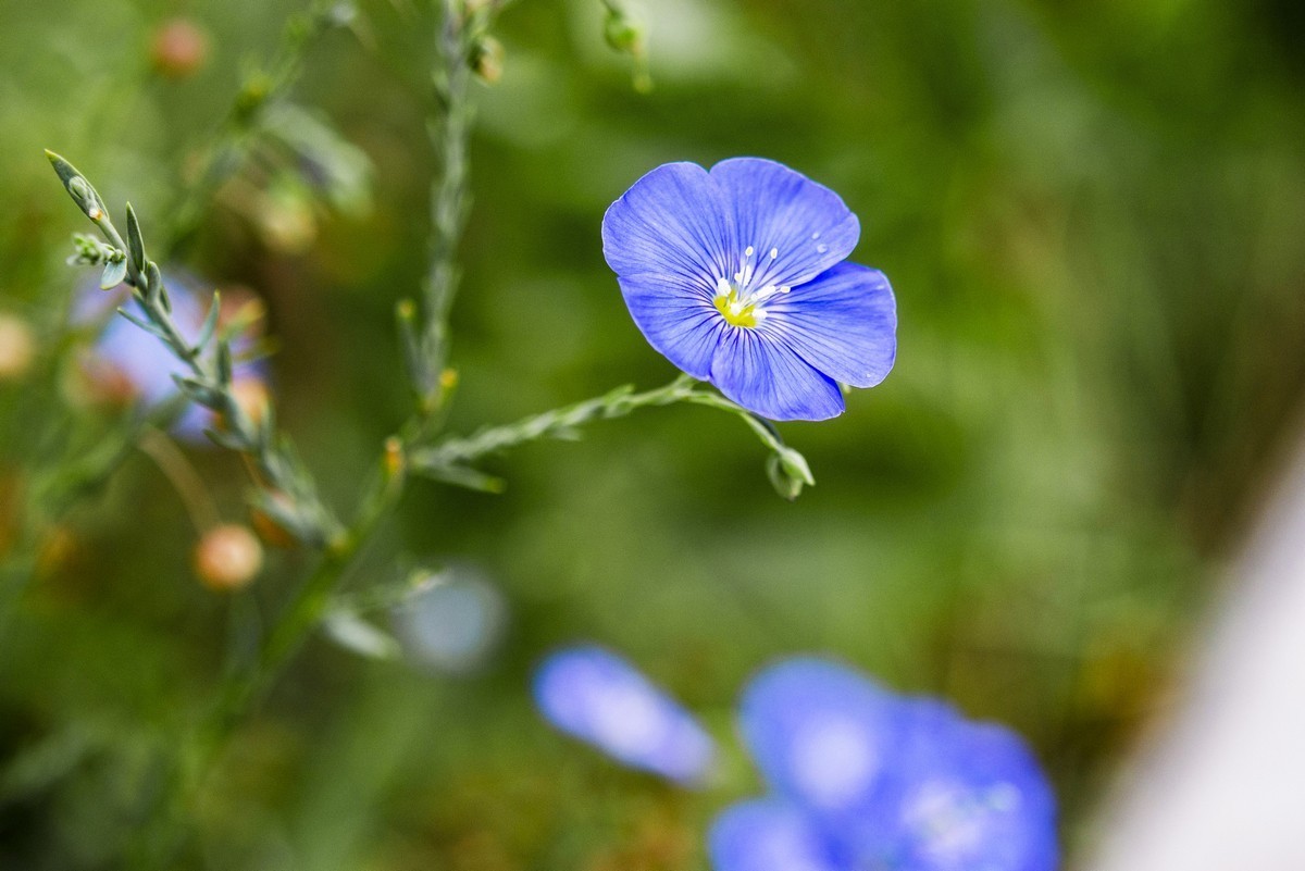蓝亚麻花