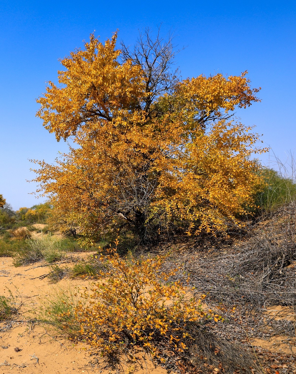 我只是把出去看到的随手记录下来（四十三）