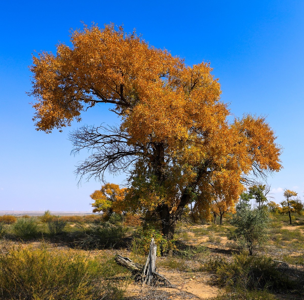 我只是把出去看到的随手记录下来（四十三）