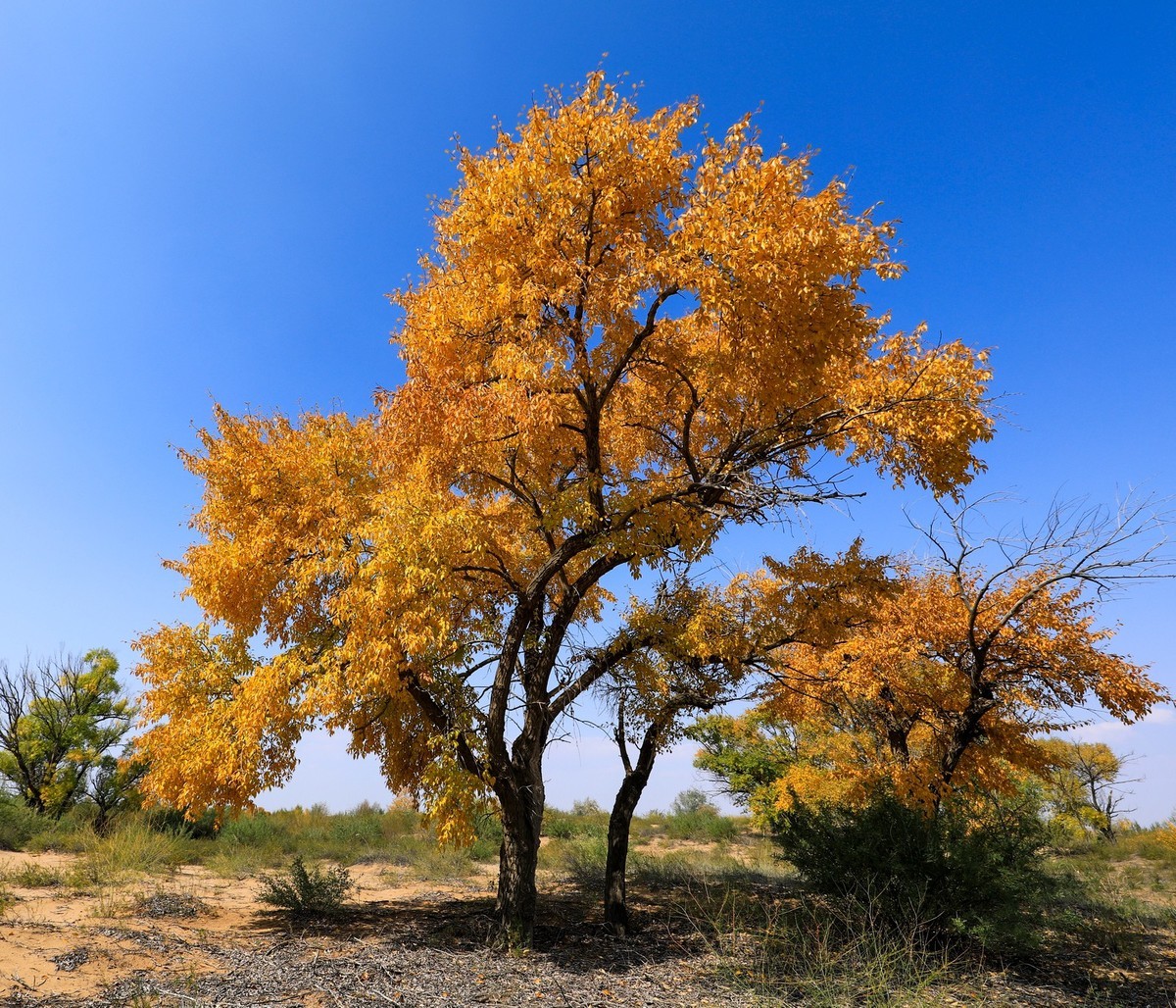 我只是把出去看到的随手记录下来（四十三）