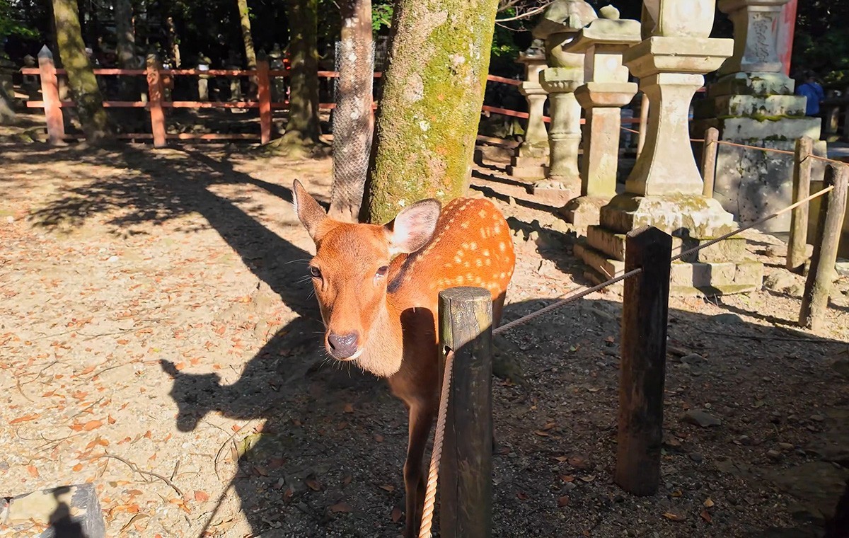 日本奈良-神鹿
