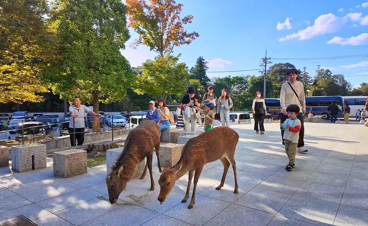 日本奈良-神鹿