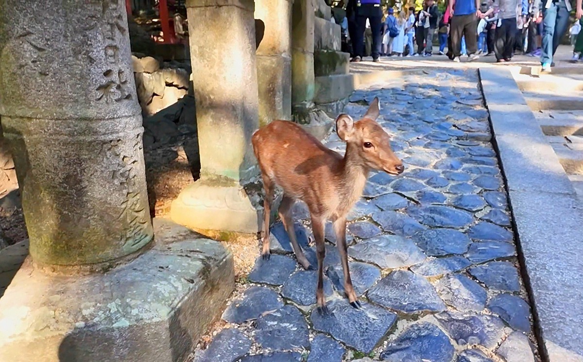 日本奈良-神鹿