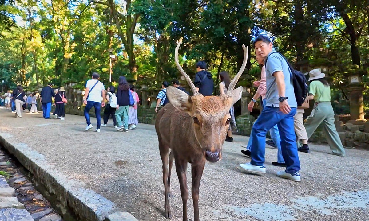 日本奈良-神鹿