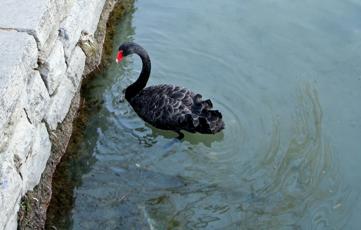 杂拍——明湖夏雨荷●迎春花●黑天鹅