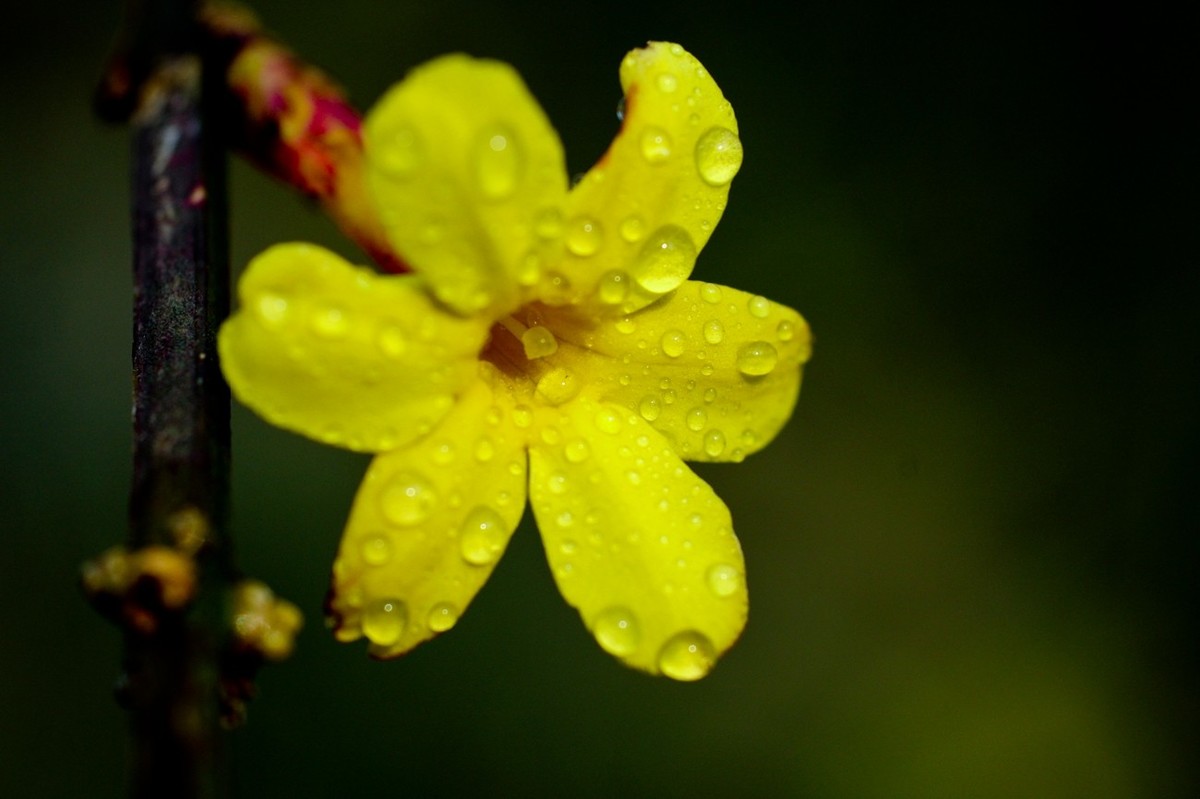 杂拍——明湖夏雨荷●迎春花●黑天鹅