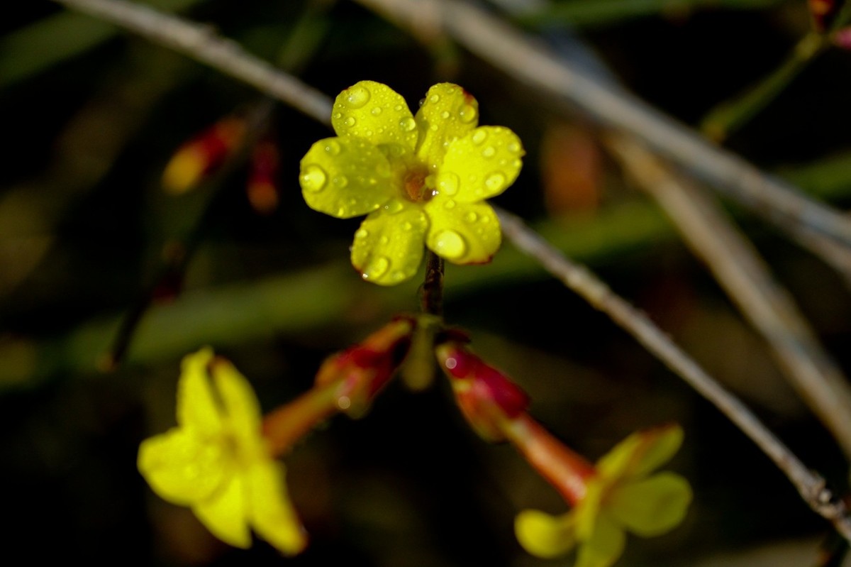 杂拍——明湖夏雨荷●迎春花●黑天鹅