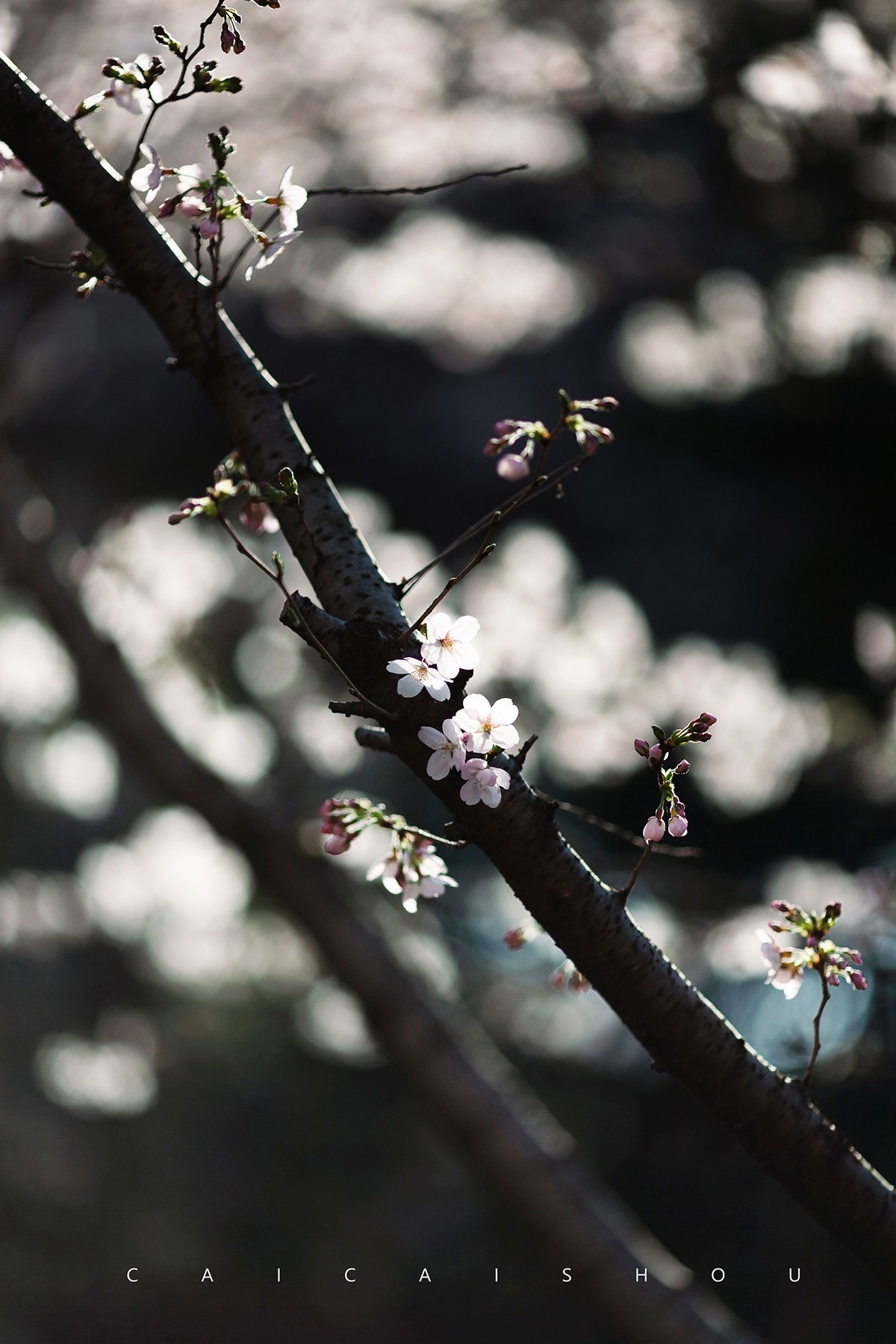 【菜々手摄影】徐汇春日花笺