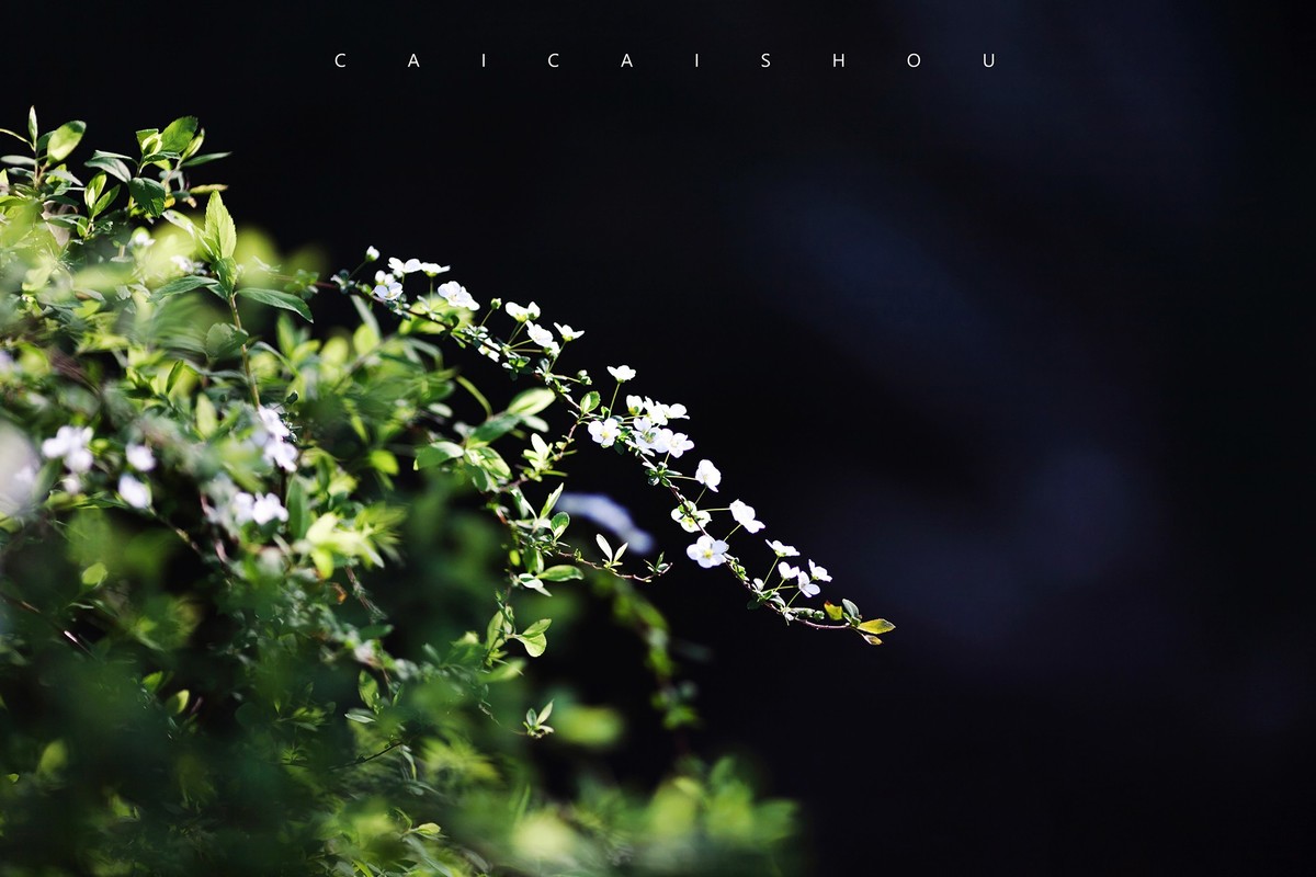 【菜々手摄影】徐汇春日花笺