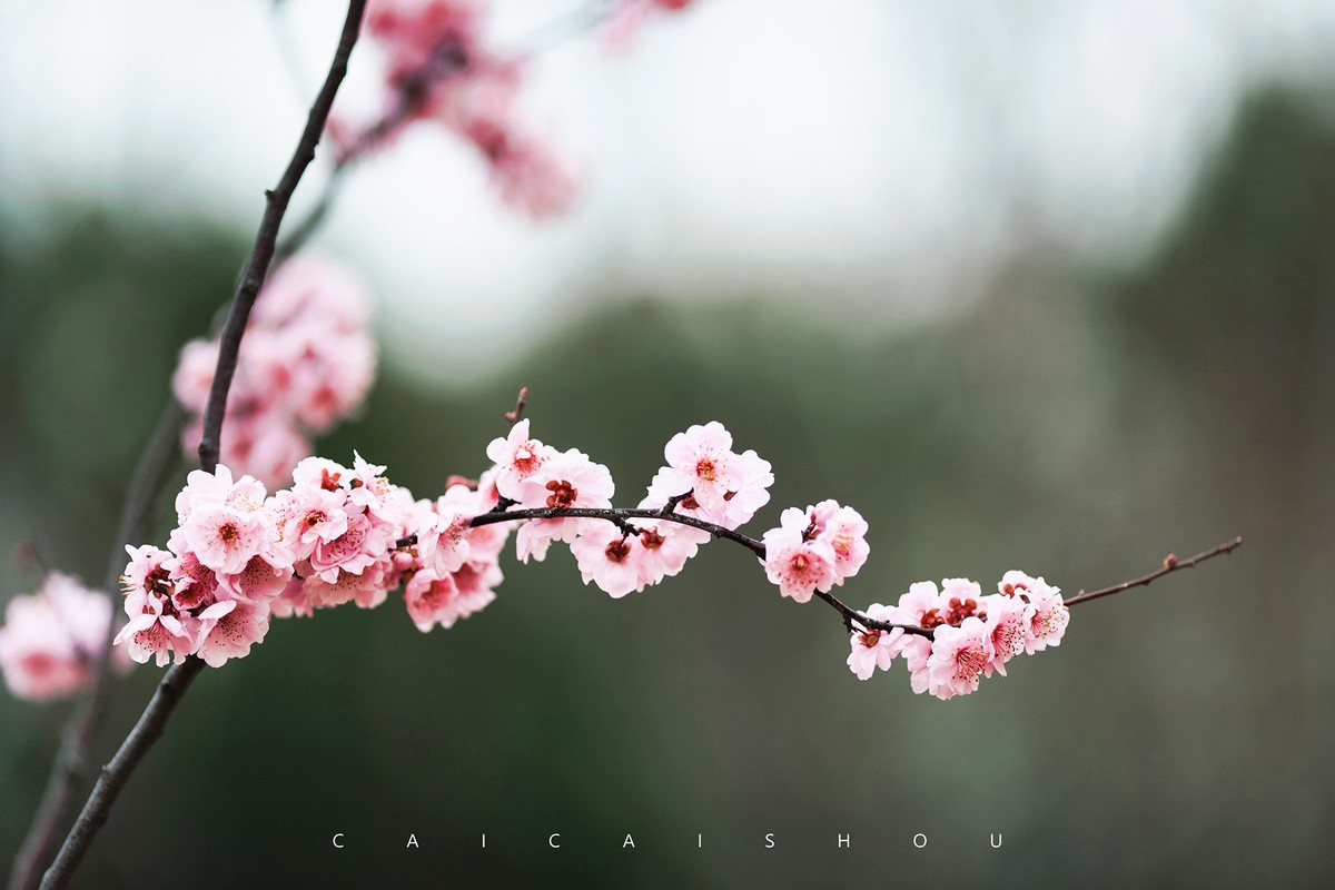 【菜々手摄影】徐汇春日花笺