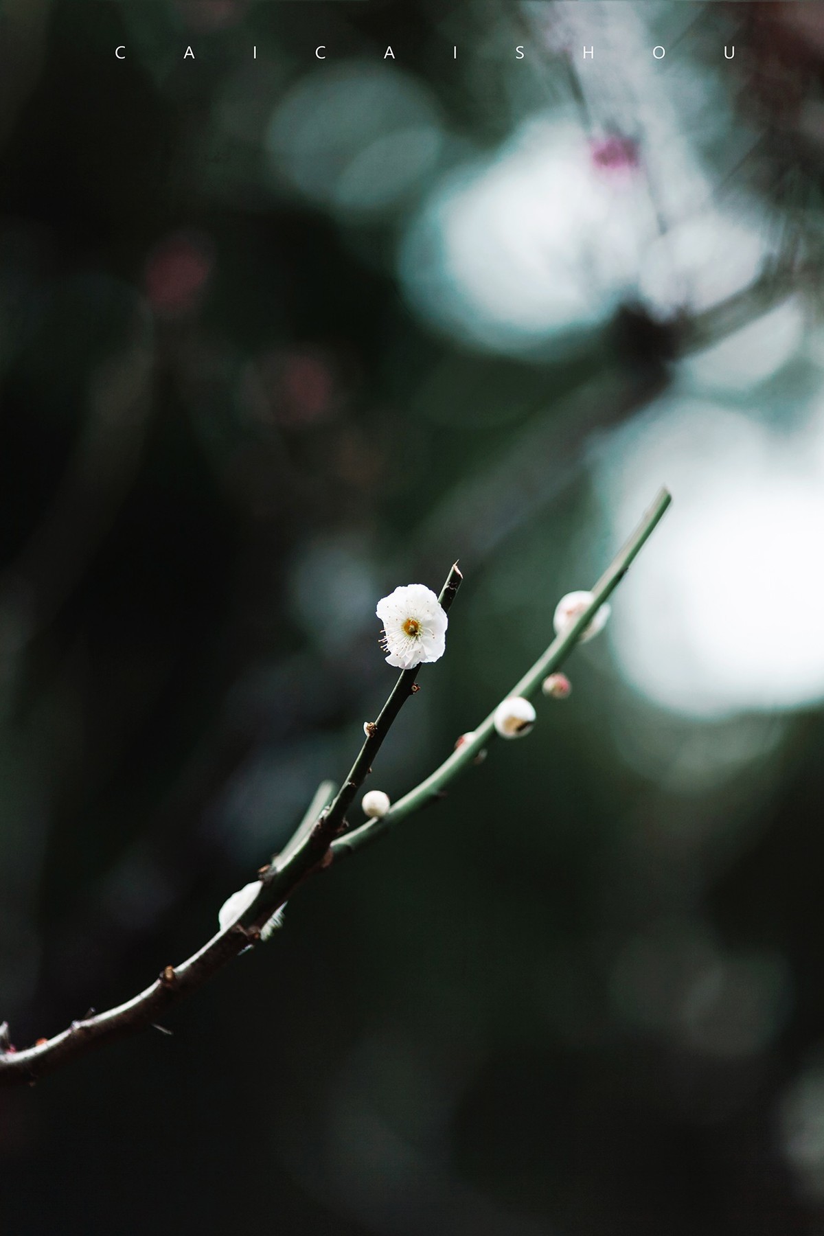 【菜々手摄影】徐汇春日花笺
