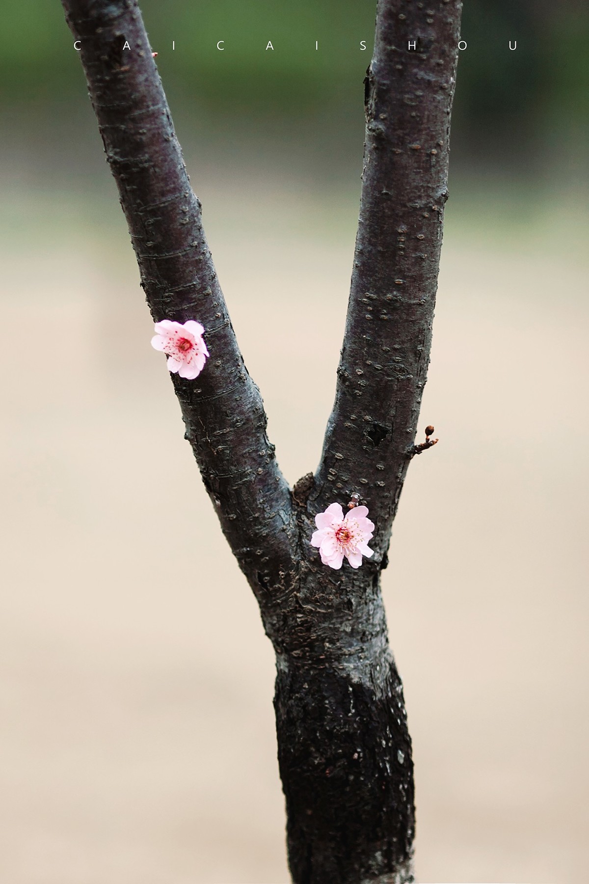 【菜々手摄影】徐汇春日花笺