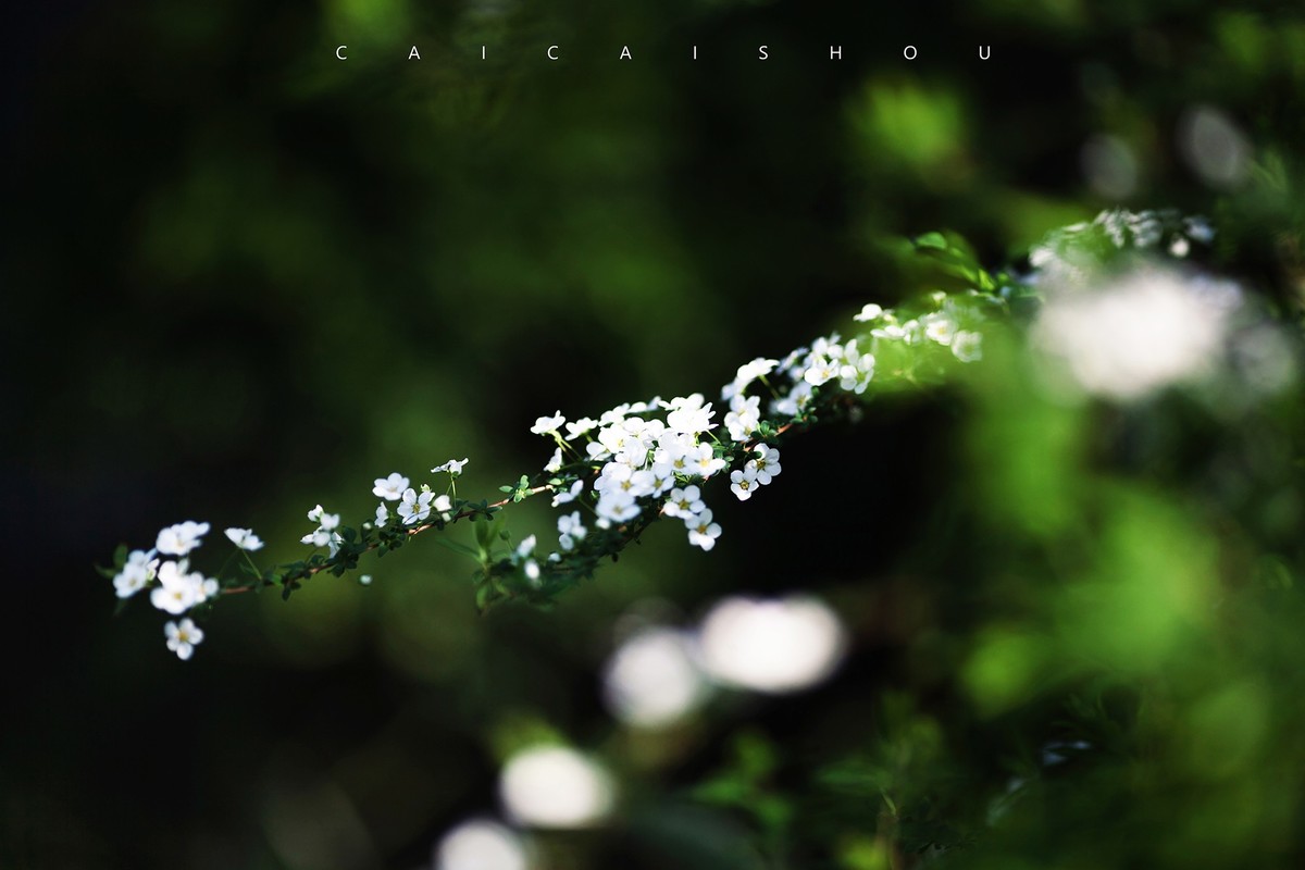 【菜々手摄影】徐汇春日花笺