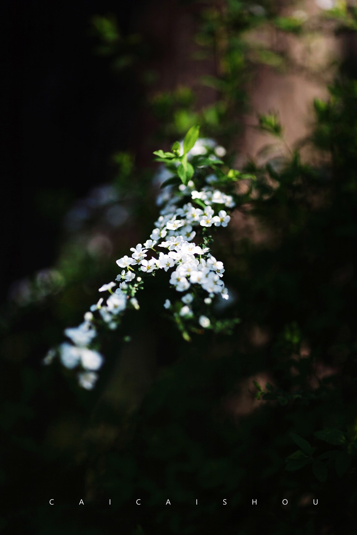 【菜々手摄影】徐汇春日花笺