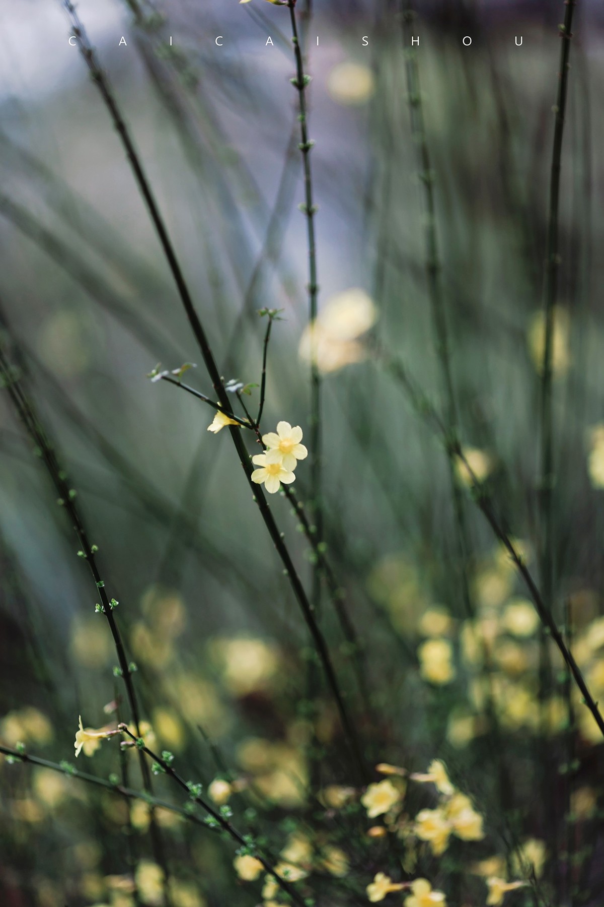 【菜々手摄影】徐汇春日花笺