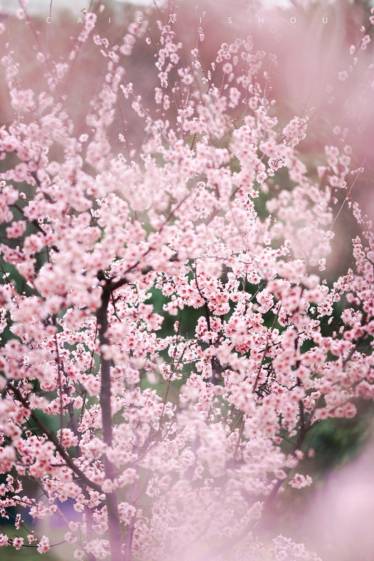 【菜々手摄影】徐汇春日花笺