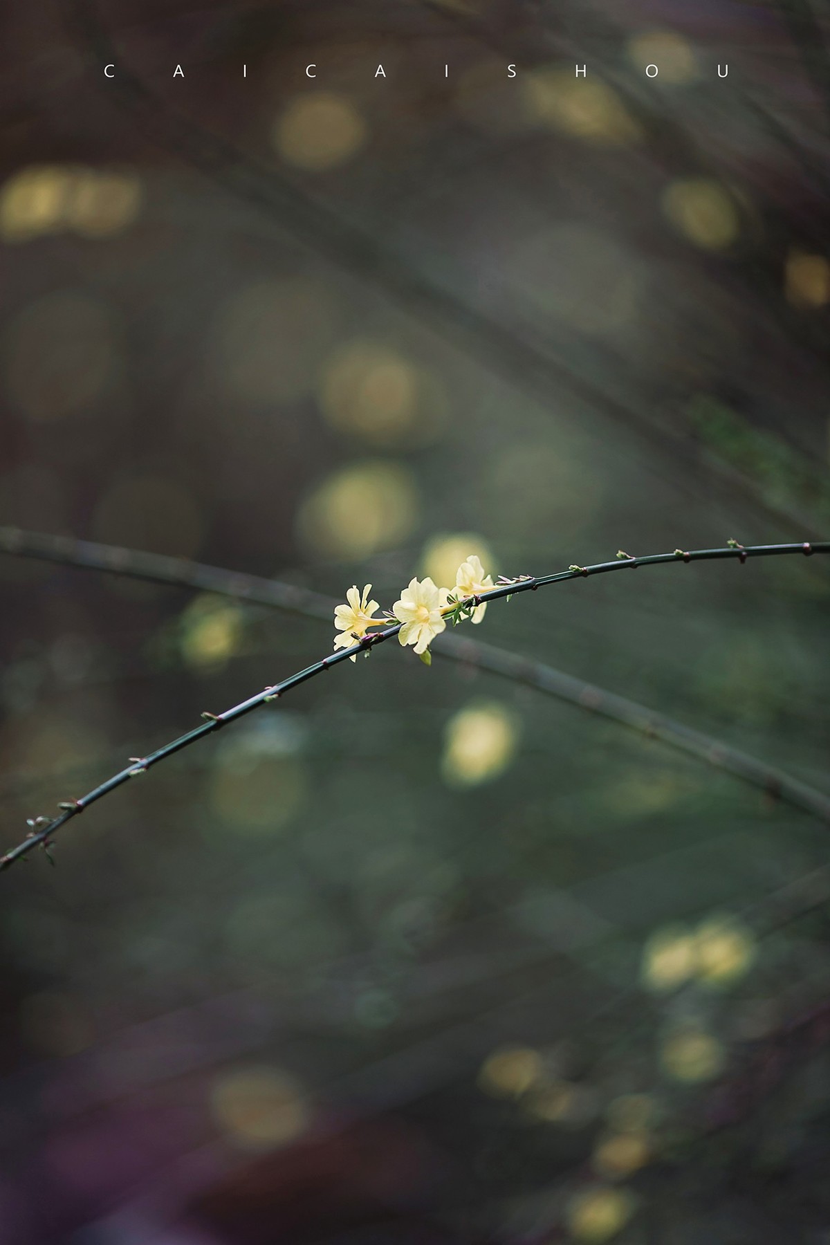 【菜々手摄影】徐汇春日花笺