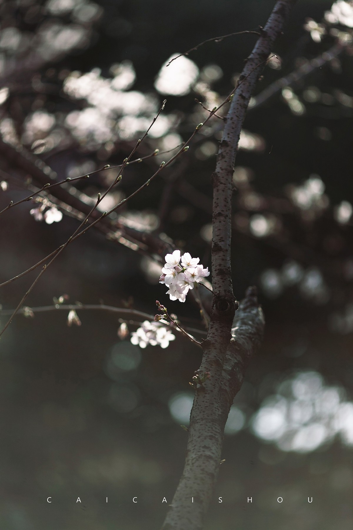 【菜々手摄影】徐汇春日花笺