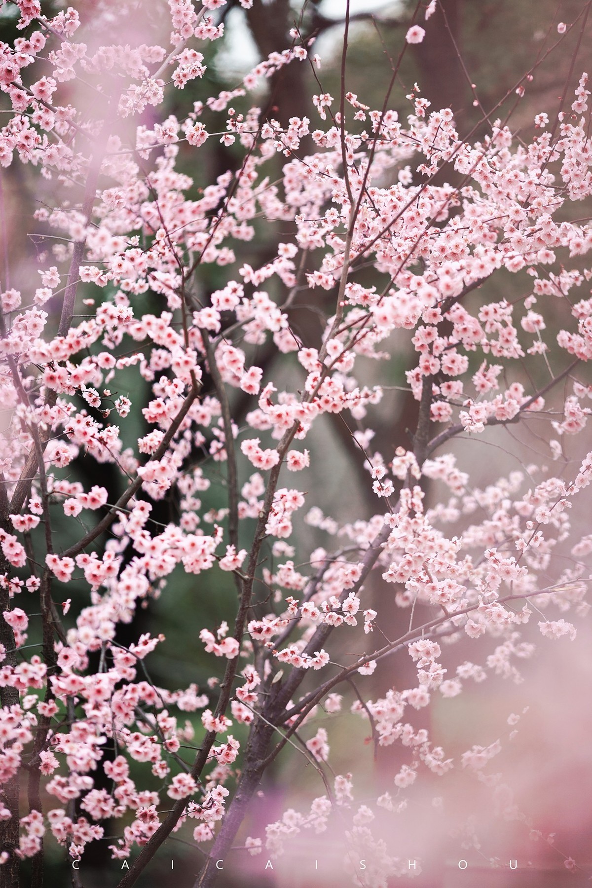 【菜々手摄影】徐汇春日花笺