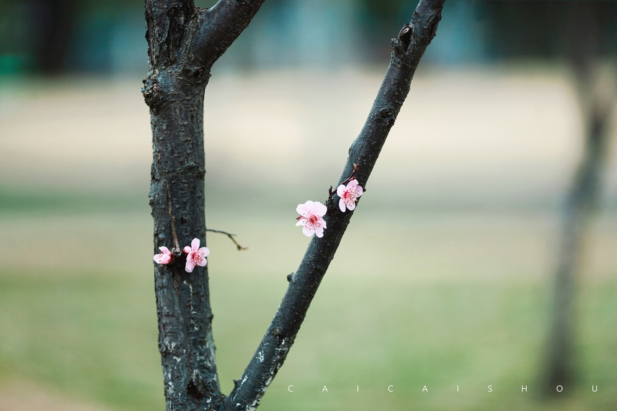【菜々手摄影】徐汇春日花笺