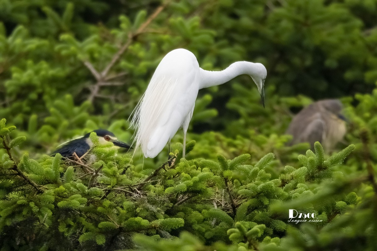 大连鹭鸟基地（11）