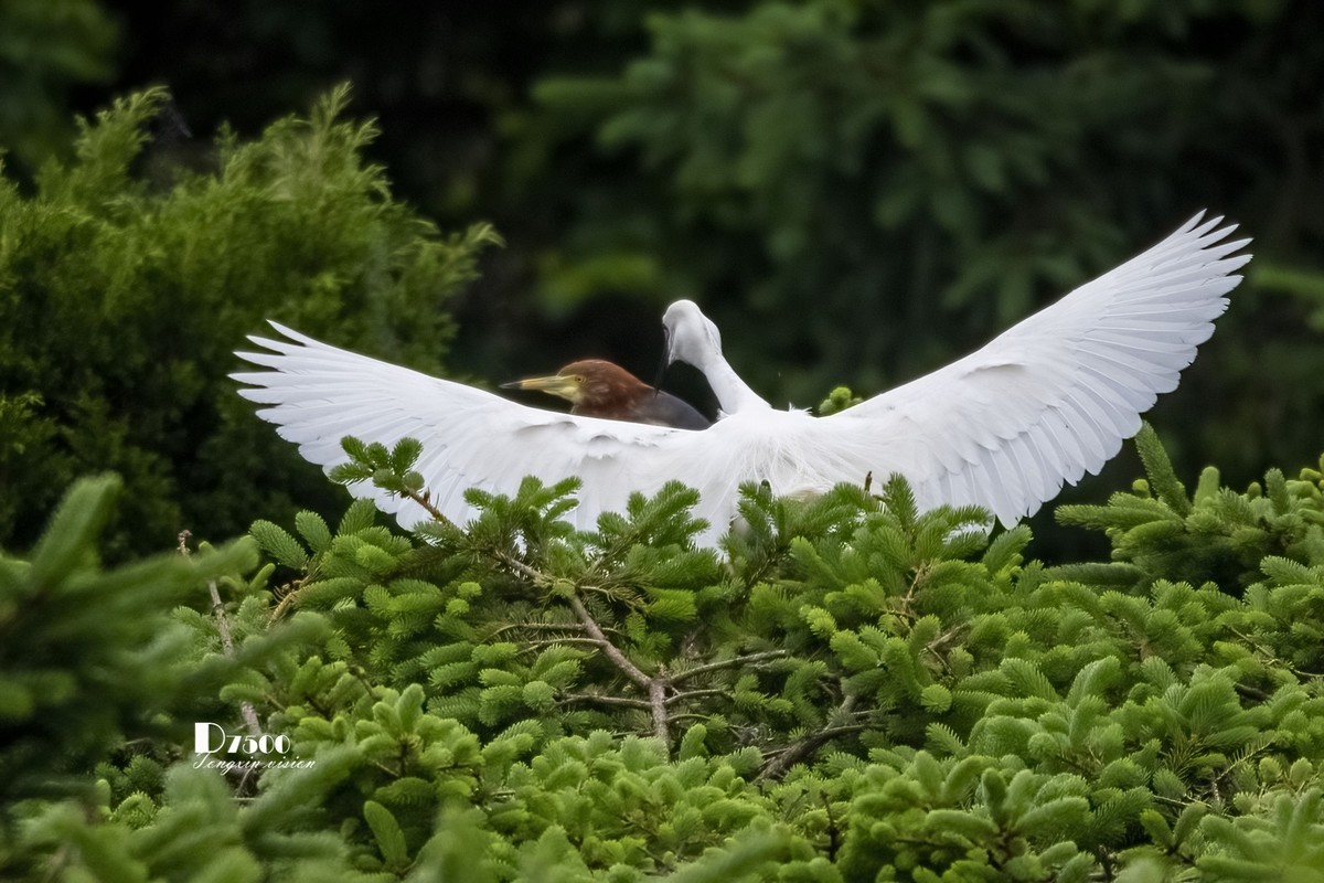 大连鹭鸟基地（11）
