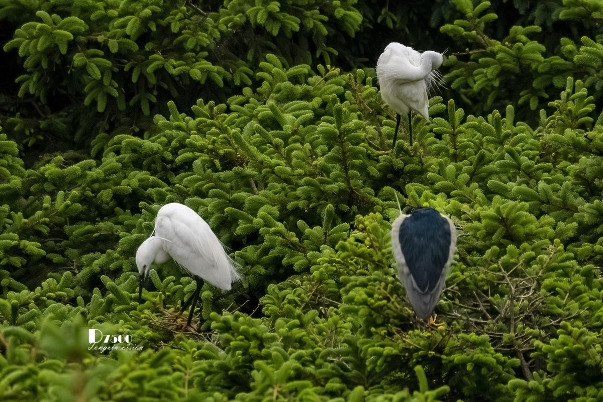 大连鹭鸟基地（11）