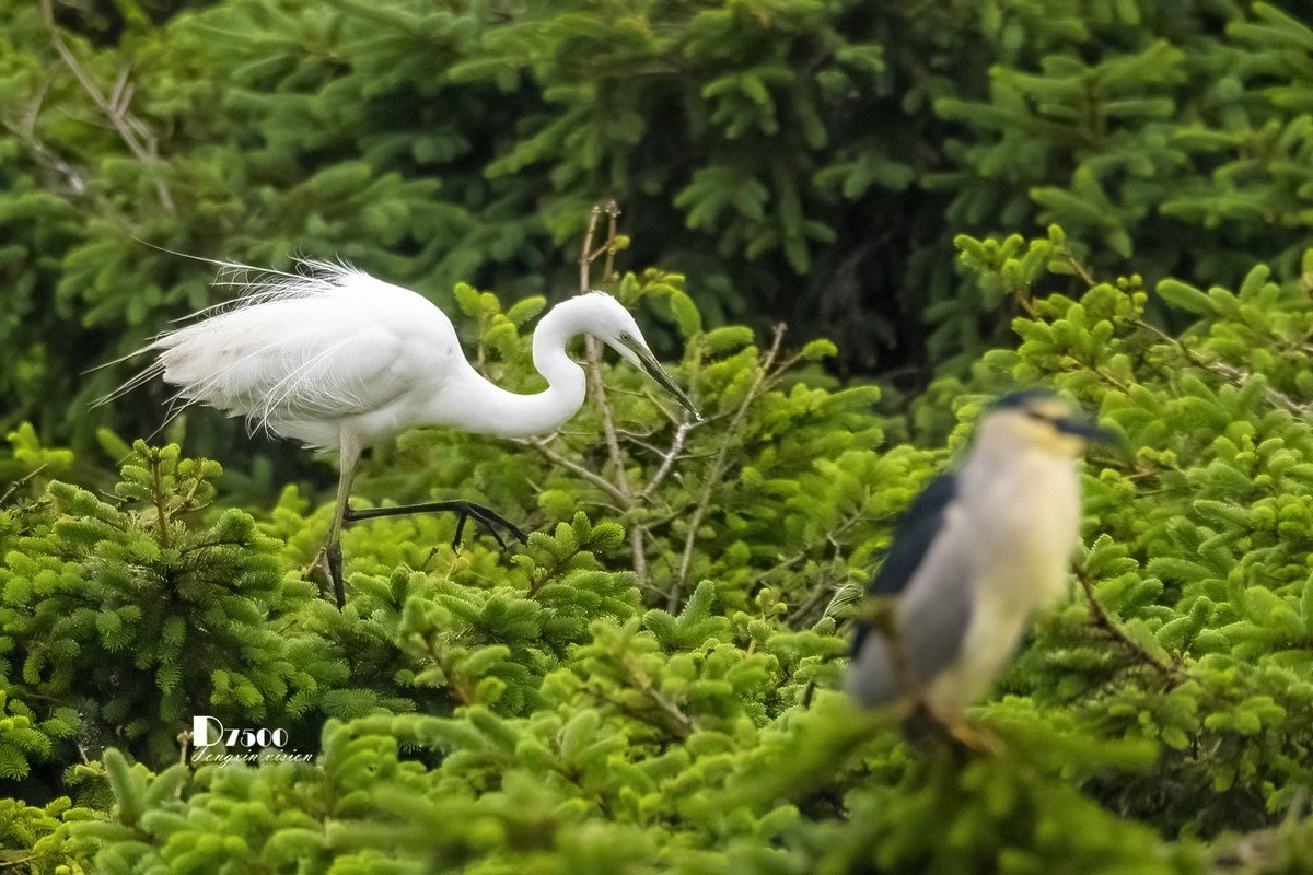 大连鹭鸟基地（11）