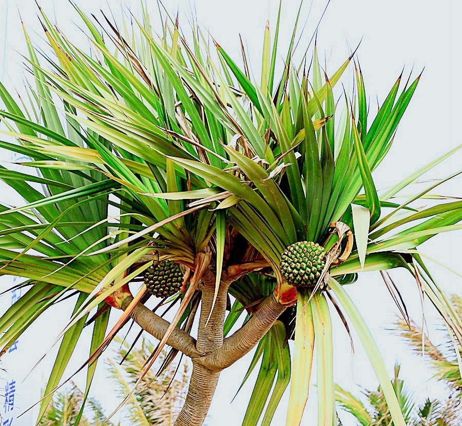 《不老松：忆海南游记》21.02.20临髙县长島兰湾 (扫农村)