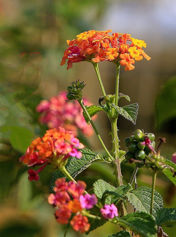 《不老松：忆海南游记》21.02.20临髙县长島兰湾 (扫农村)
