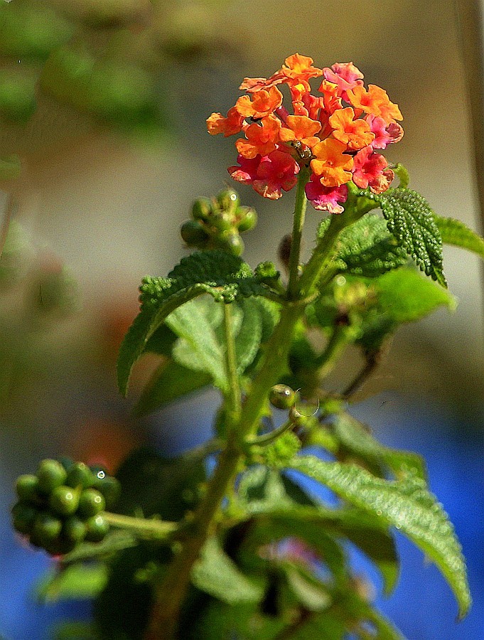 《不老松：忆海南游记》21.02.20临髙县长島兰湾 (扫农村)
