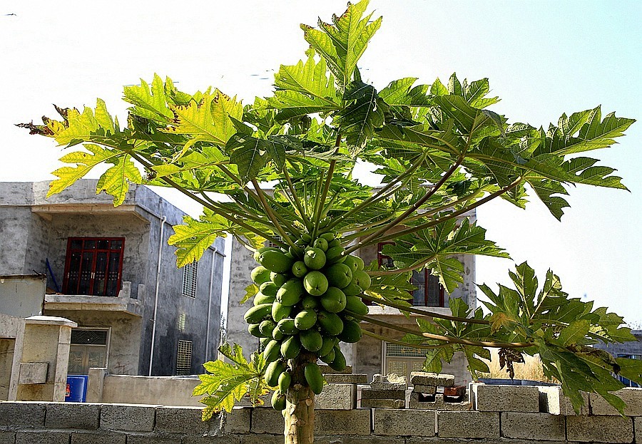 《不老松：忆海南游记》21.02.20临髙县长島兰湾 (扫农村)