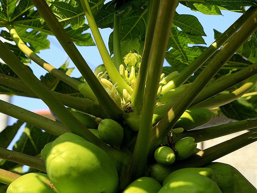 《不老松：忆海南游记》21.02.20临髙县长島兰湾 (扫农村)