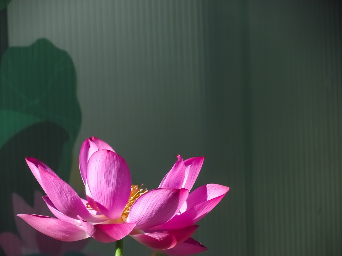 荷花
