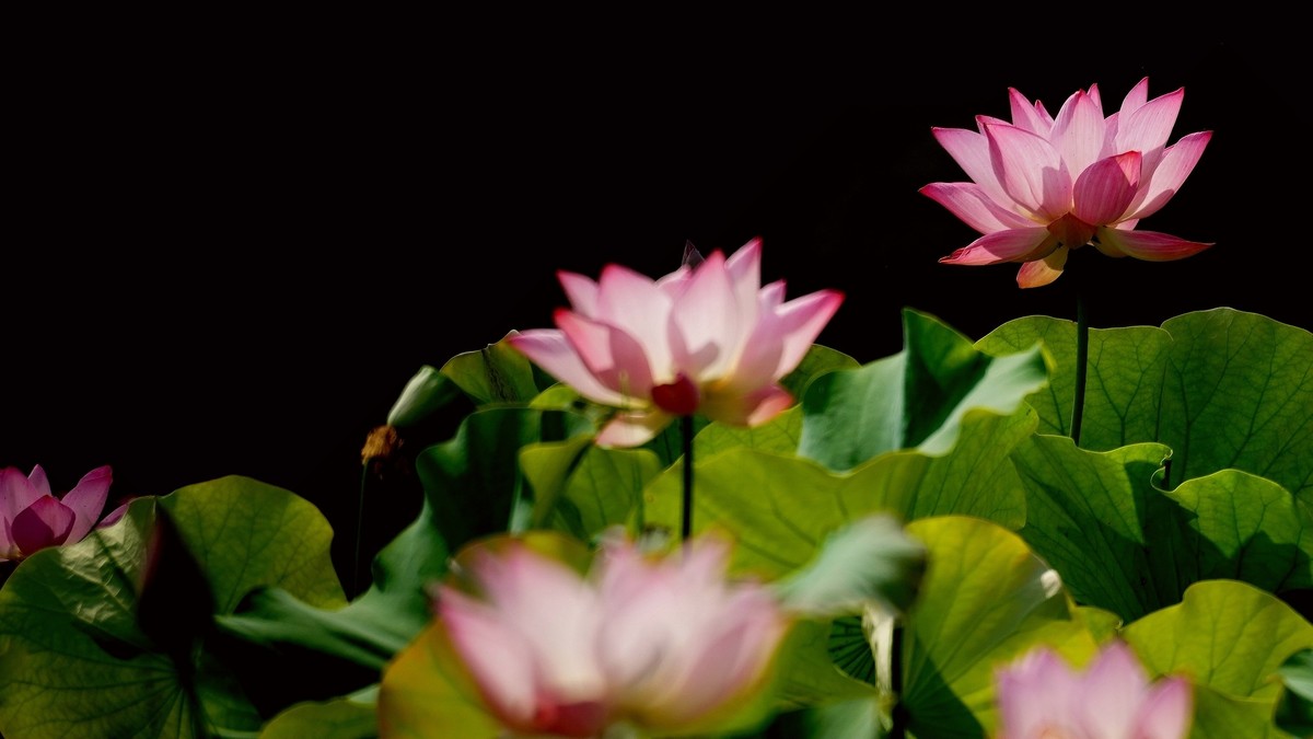 荷花儿