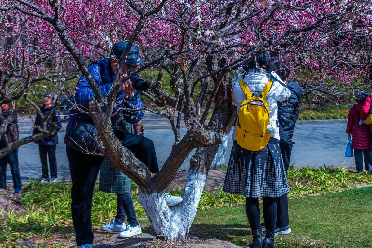 梅花树下