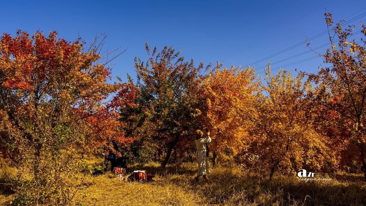 #留住美丽秋天# ——家乡的枫树林