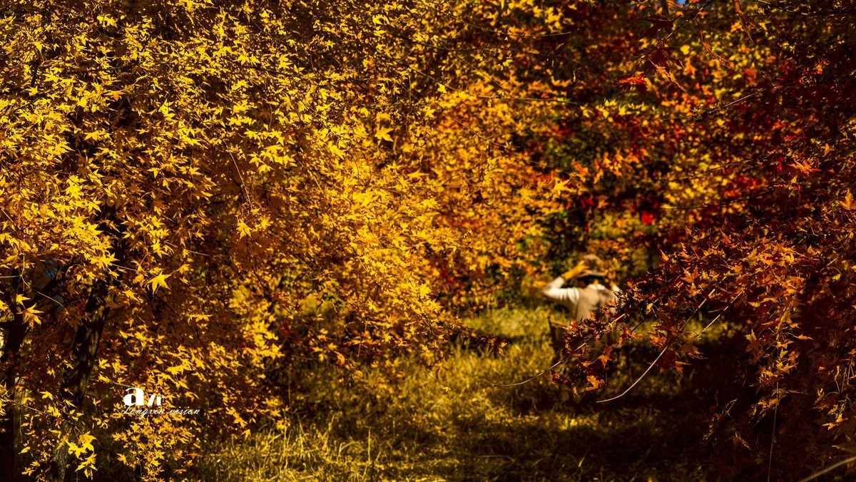 #留住美丽秋天# ——家乡的枫树林