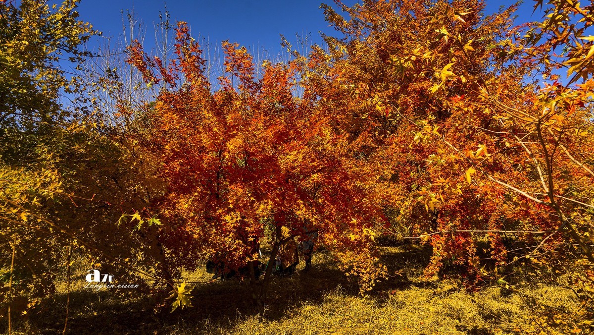 #留住美丽秋天# ——家乡的枫树林