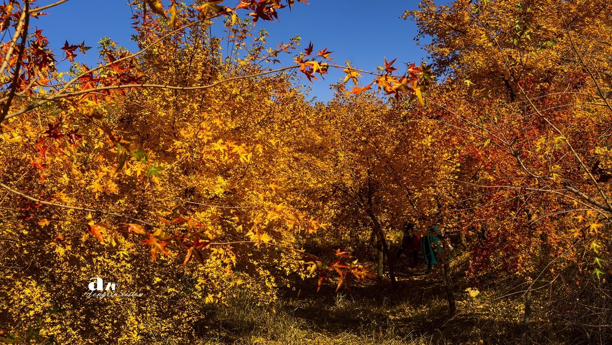 #留住美丽秋天# ——家乡的枫树林