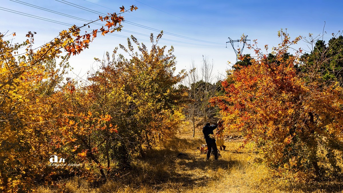 #留住美丽秋天# ——家乡的枫树林