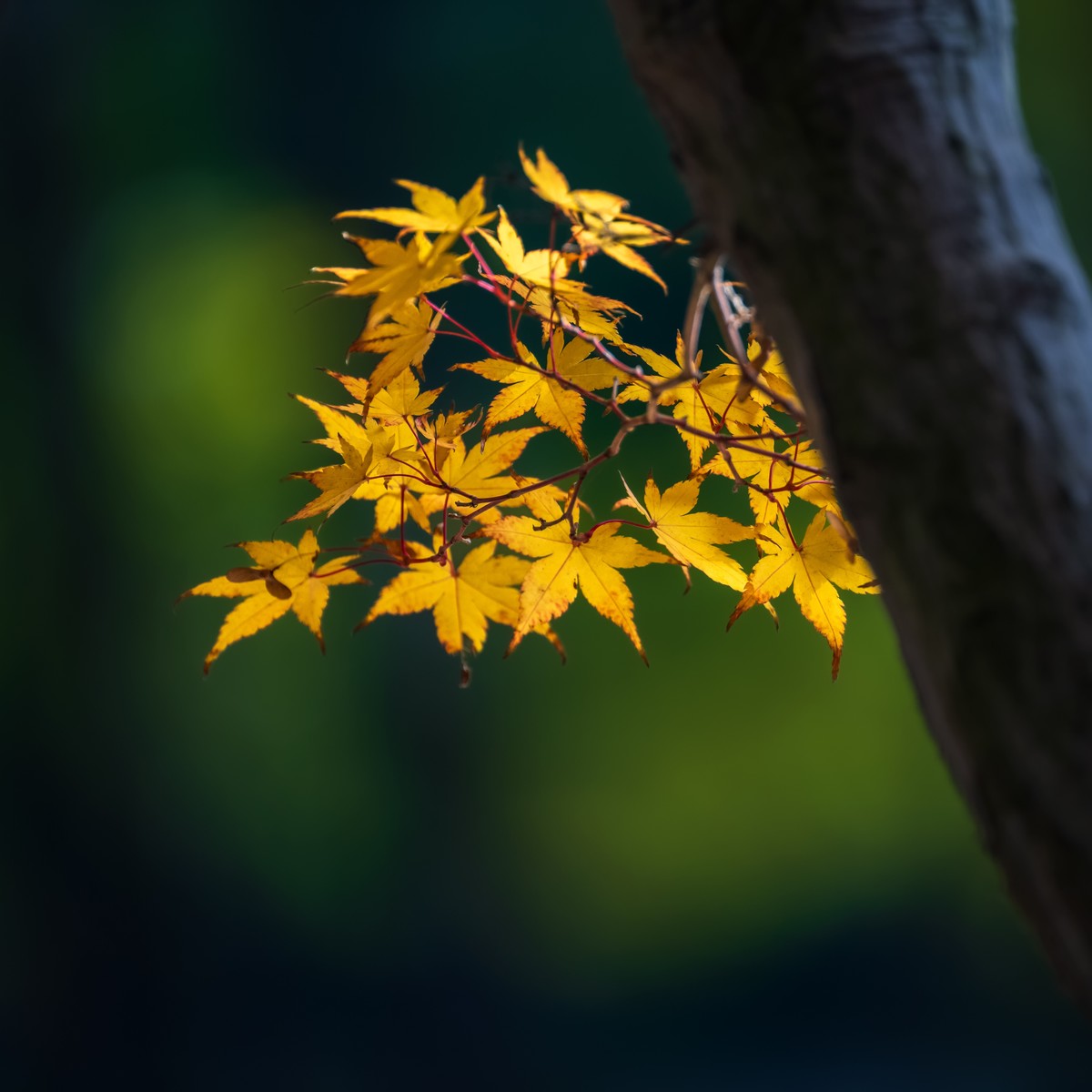 #遇见最美秋叶#