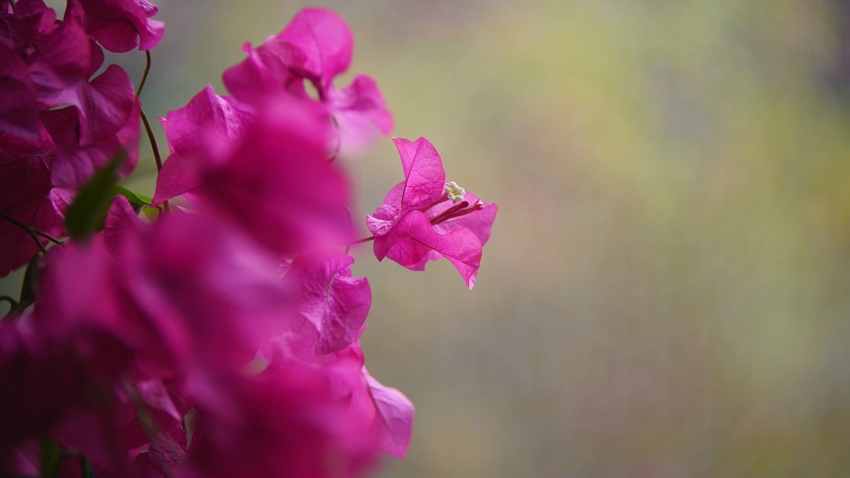 小区封控，在家拍三角梅