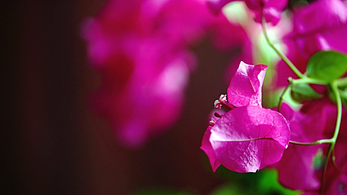 小区封控，在家拍三角梅