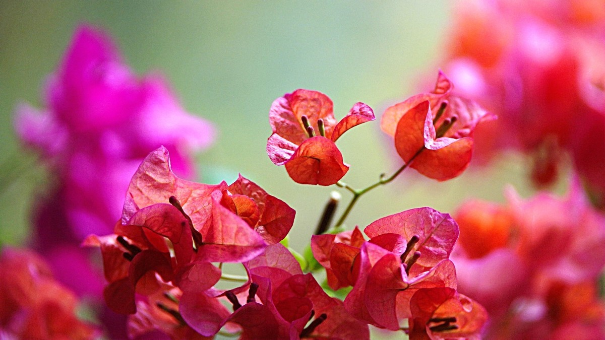 小区封控，在家拍三角梅