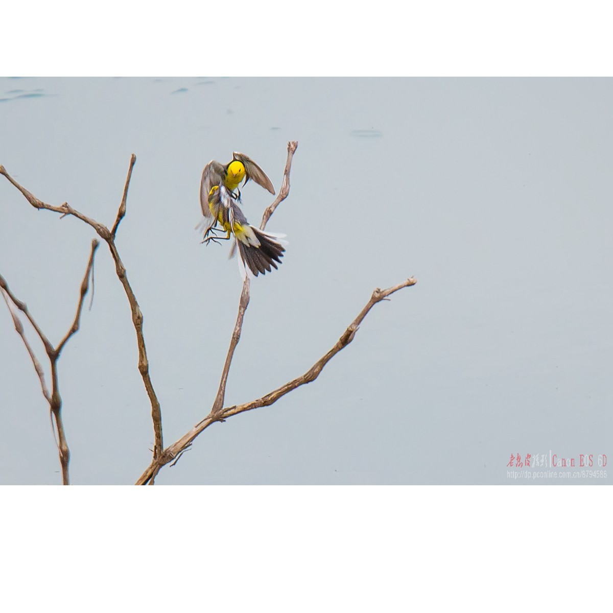 激战（黄头鹡鸰和灰鹡鸰）