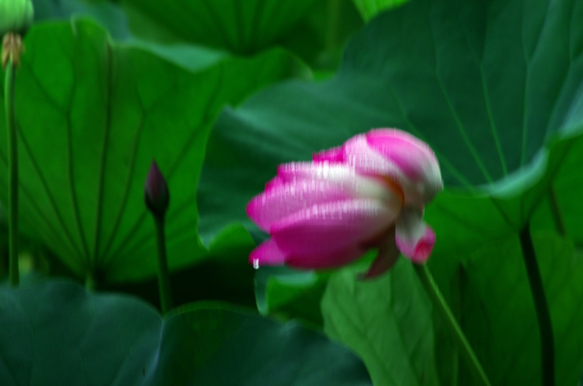 2023 —— 雨中的荷花