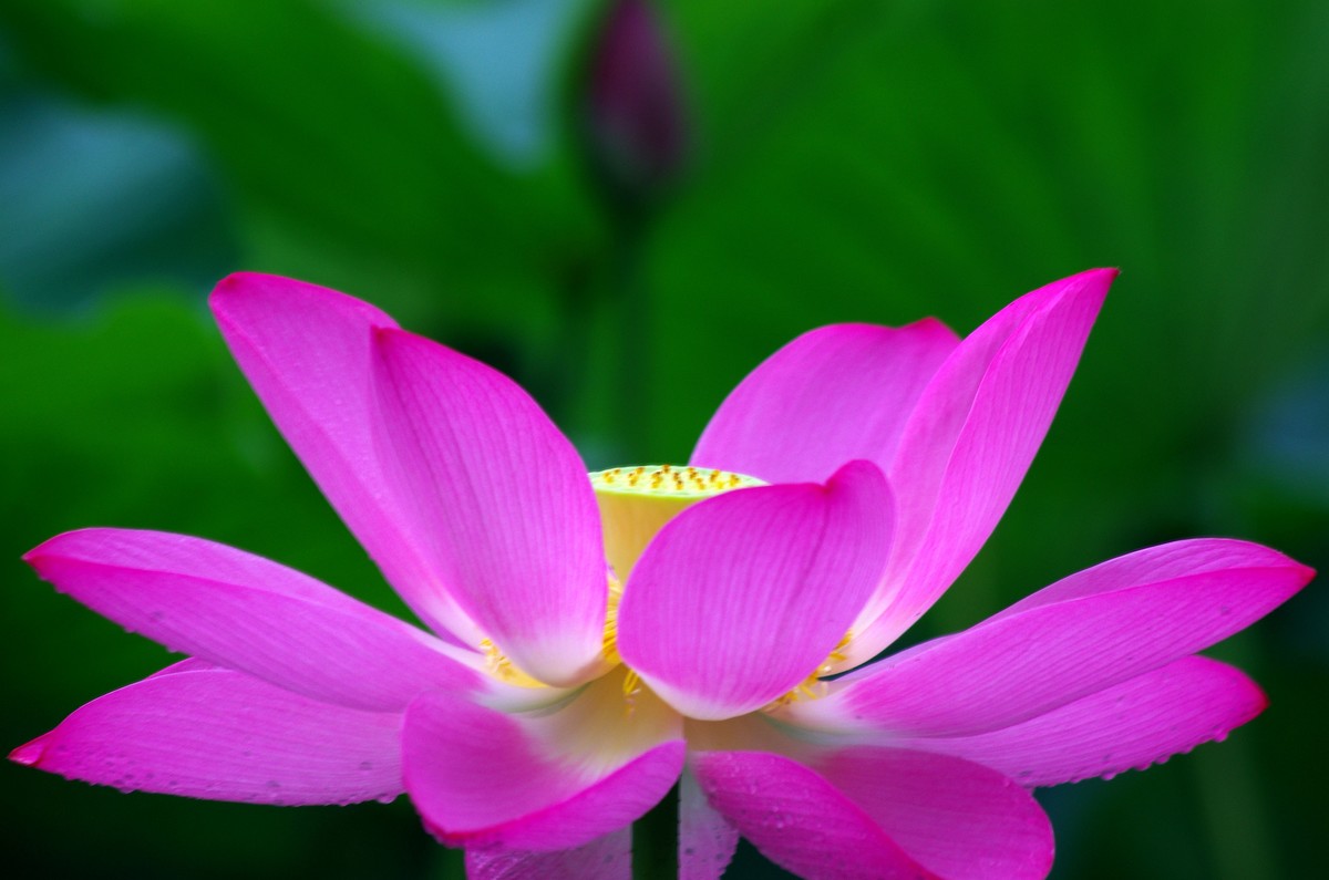 2023 —— 雨中的荷花