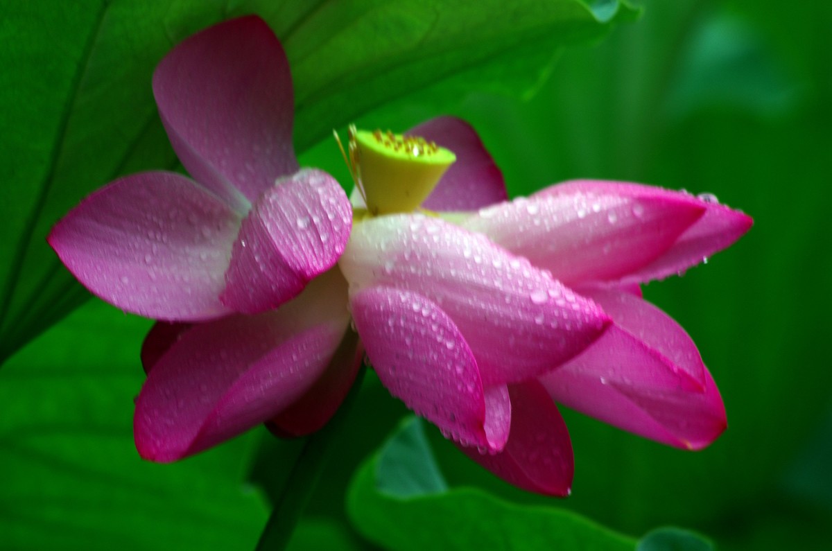 2023 —— 雨中的荷花